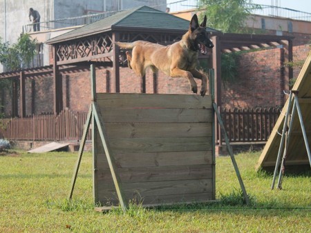 训犬学校|鸿威犬舍提供划算的宠物训练