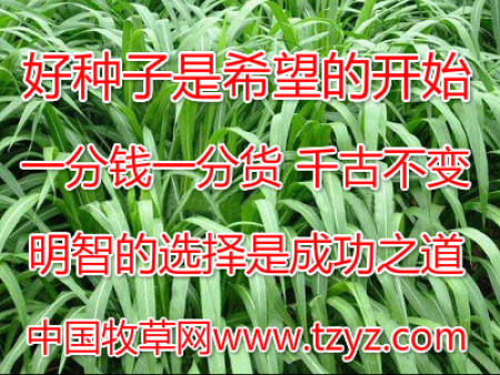 中国牧草网详细介绍适合寒冷地区生产的牧草有哪些