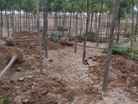 苗木生长过程中的6种施肥管理